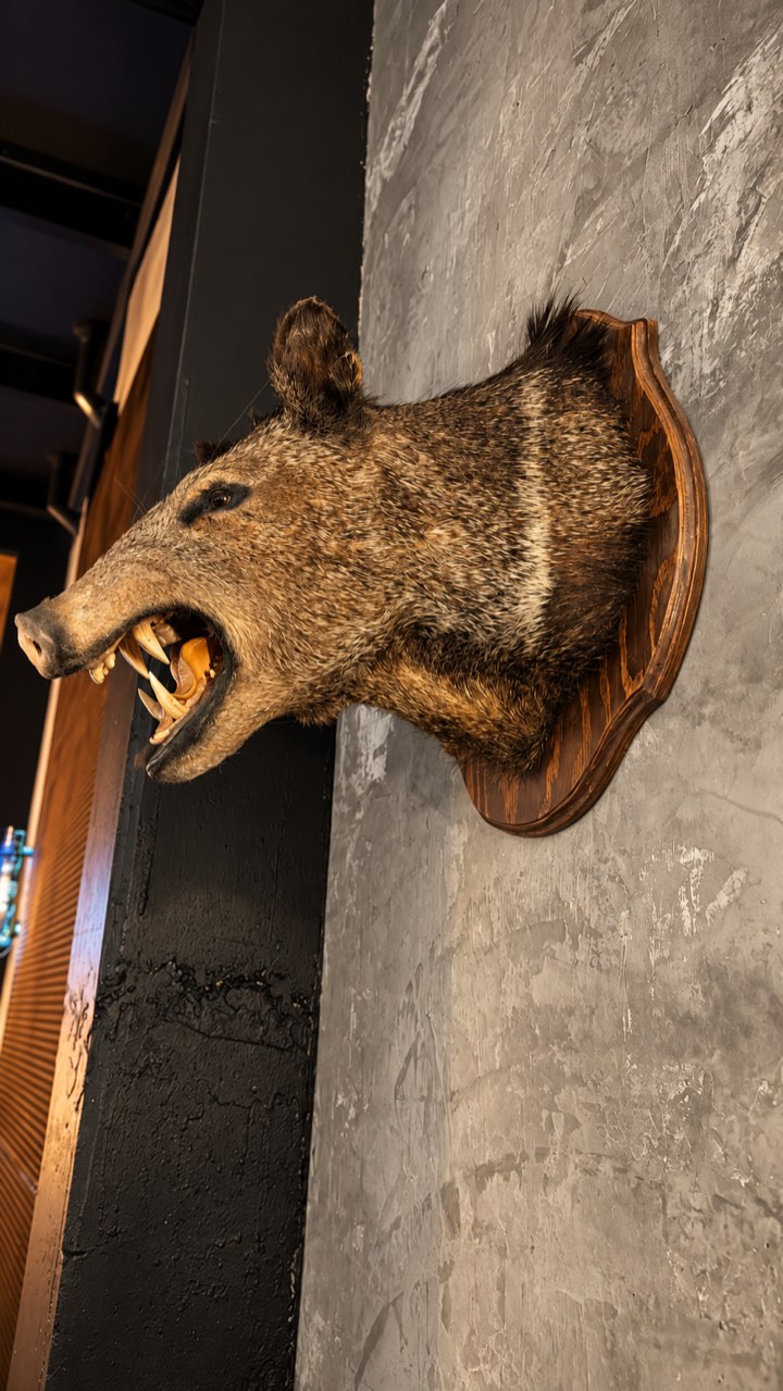 Cabeza de jabalí disecada, parte de la decoración de cabaña de caza